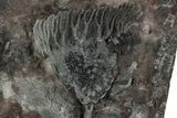 Silurian Fossil Crinoid (Scyphocrinites) Plate - Morocco #223284-1